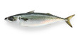 mackerel on a white background