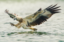 Sea Eagle Spread His Wings Ready To Attack His Prey