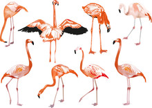 Set Of Eight Pink Flamingo On White