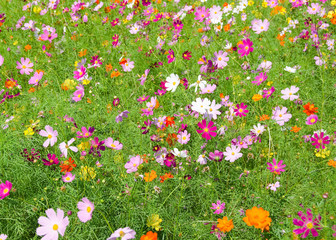 Wall Mural - A field of cosmos flowers