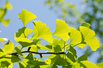 Wall Mural - ginko leaves
