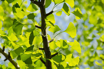 Wall Mural - ginko leaves