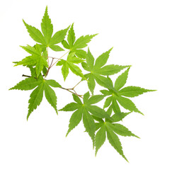 green leaves