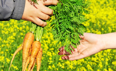 hands holding a fresh and ripe carrots