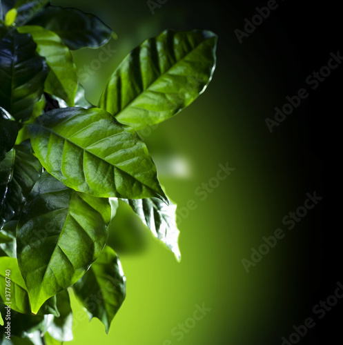 Obraz liście  zielone-liscie-kawowa-arabica-roslina-odizolowywajaca-na-czerni