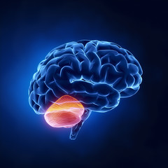 Wall Mural - Cerebellum part - Human brain in x-ray view