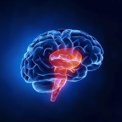 Wall Mural - Stem part - Human brain in x-ray view