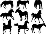 Fototapeta Konie - Horses silhouette collection - vector