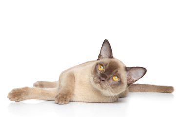 Canvas Print - Burmese cat posing on a white background