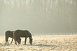 Horses on pasture in November morning