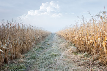 Canvas Print - Corn Field in frost