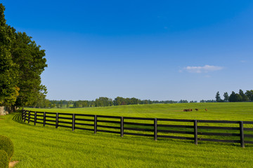 Wall Mural - Country Scenery. Green pastures of  horse farms