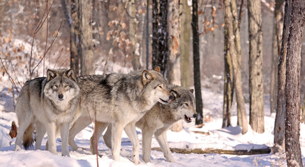 Naklejka na meble meutes de loups