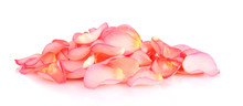 Beautiful Pink Rose Petals Isolated On White