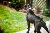 Fototapeta  - Boxer dog guarding home