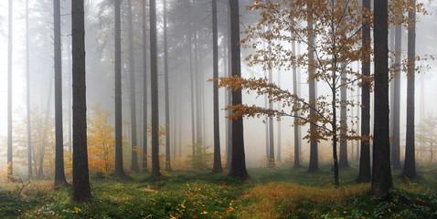 Naklejka świt jesień las pejzaż natura