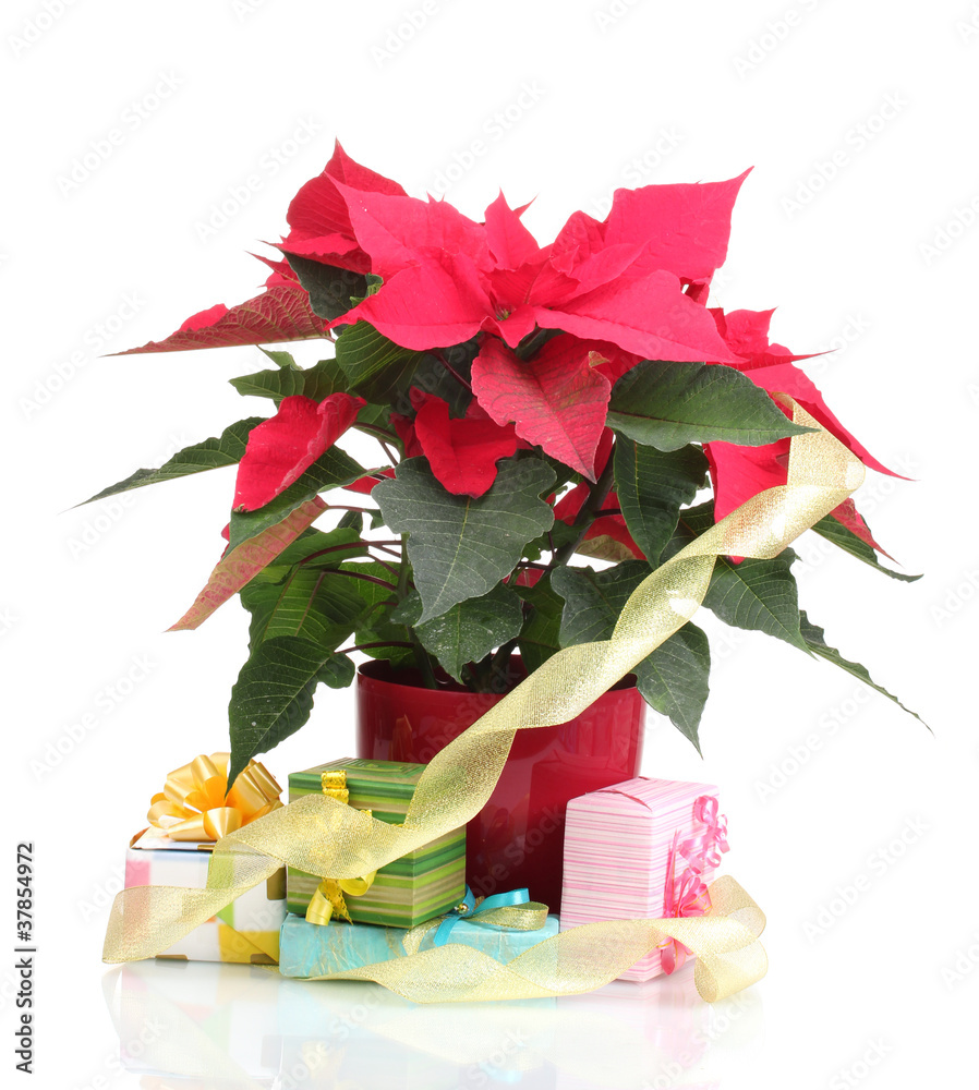 Beautiful poinsettia with different presents isolated on white