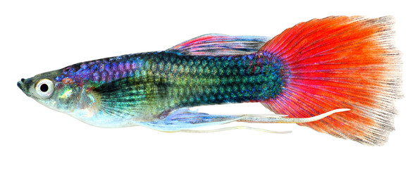 Poster - Guppy fish. (Poecilia reticulata)