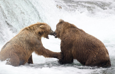 Wall Mural - Alaskan brown bears fighting