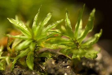 Sticker - Moss - Atrichum undulatum