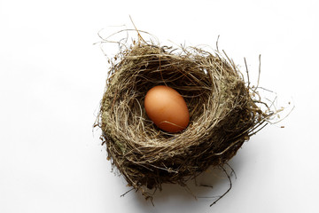 Egg in nest