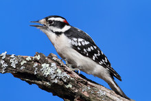 Male Downy Woodpecker (picoides Pubescens)