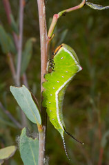 Wall Mural - Caterpillar (Cerura erminea) 4