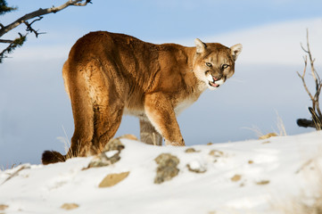 Wall Mural - mountain lion