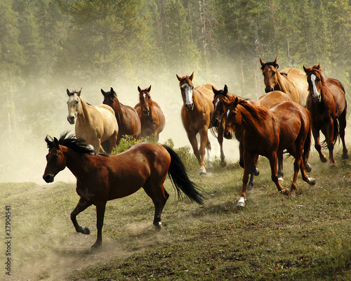 Fototapeta na wymiar Running Horses