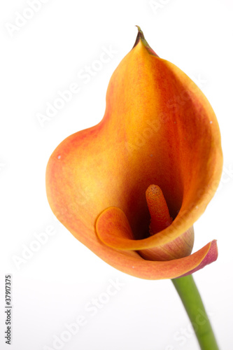 Naklejka na drzwi Orange Calla lilies(Zantedeschia) over white