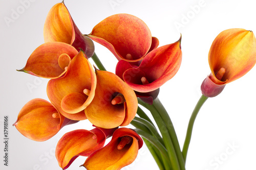 Obraz w ramie Orange Calla lilies(Zantedeschia) over white