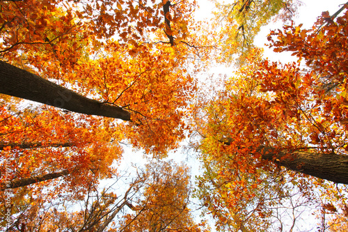 niebo-z-chmurami-i-slonce-przez-branche-jesienia-drzewa