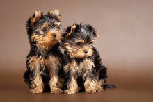 Two Yorkie Puppies On Brown Background