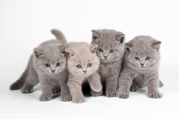 Wall Mural - Four small british kittens on white background