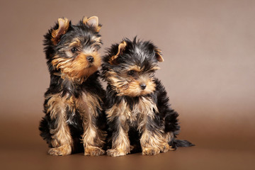 Two yorkie puppies on brown background