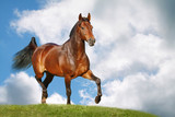 Fototapeta Konie - horse in field
