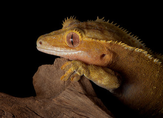 Wall Mural - Gecko stare