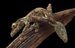 Mossy leaf-tailed gecko on vine