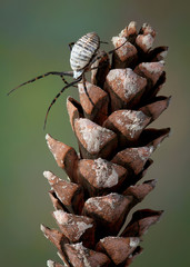 Poster - Spider on pine cone