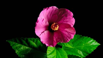 Poster - hibiscus time lapse