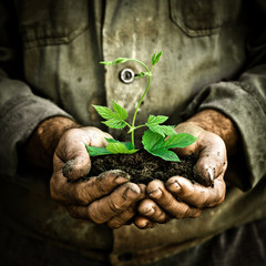 Canvas Print - man hands holding a green young plant