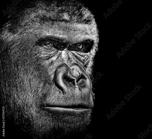 Foto-Kissen - Gorilla portrait (von byrdyak)
