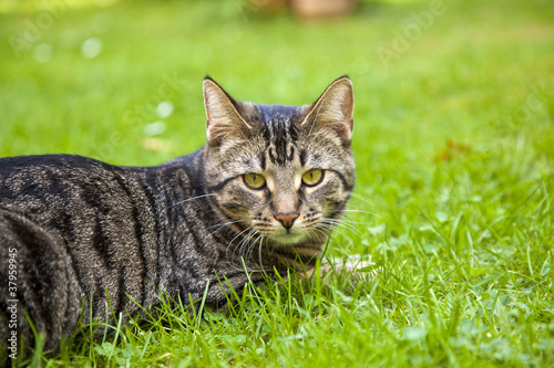  Fototapeta kot   ladny-kot-lezacy-na-trawie-w-ogrodzie