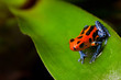 red poison frog