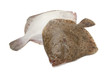 Pair of fresh Turbot fishes