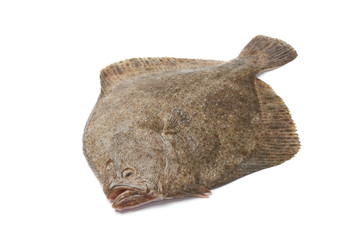 Sticker - Whole single fresh Turbot fish