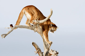 Wall Mural - mountain lion in tree
