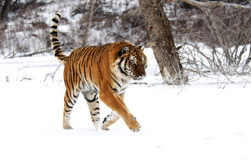 Wall Mural - siberian tiger