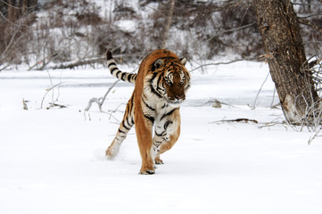 Wall Mural - siberian tiger
