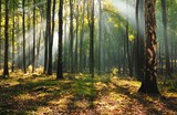 Fototapeta Las - Świt w bukowym lesie.